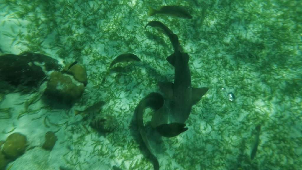 Snorkeling with friendly nurse sharks