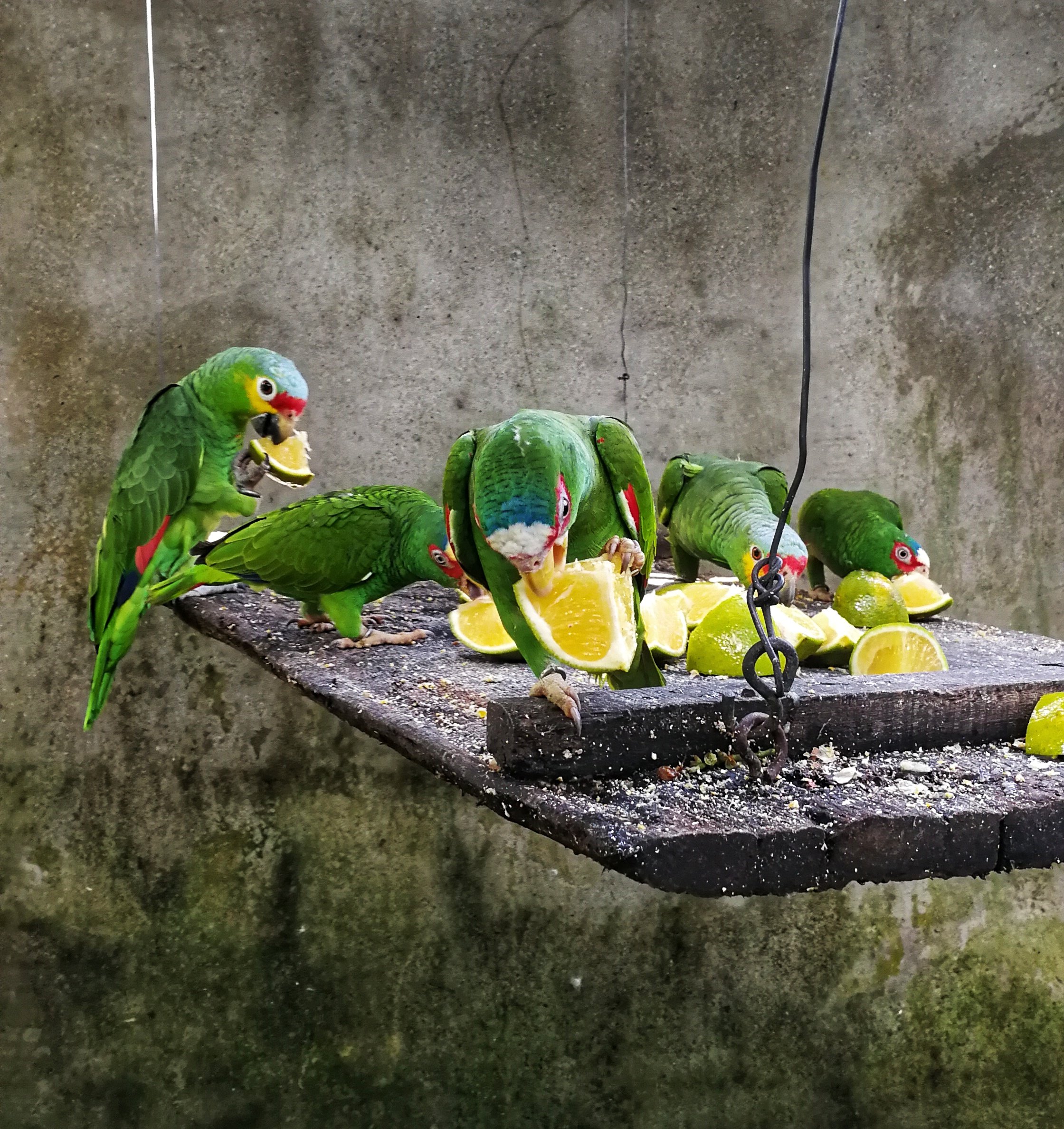 Green parrots eating lime fruits