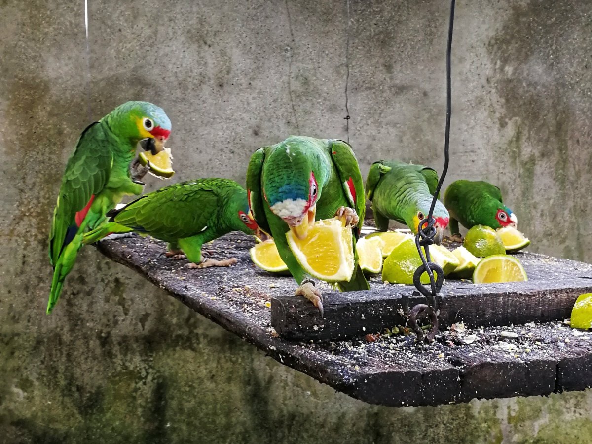 ARCAS Guatemala wildlife&nbsp;volunteer