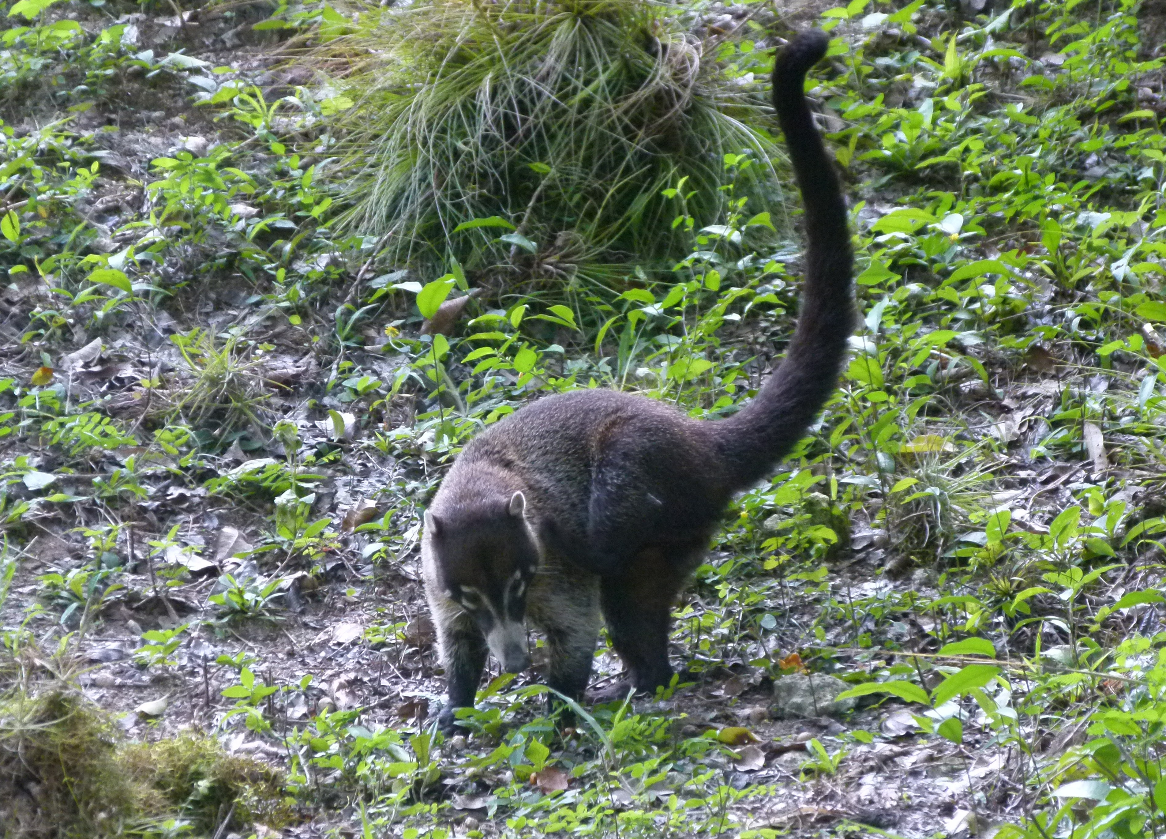 A coati searching for food in Tikal National Park