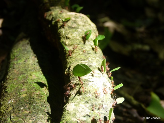 A Day in Cockscomb Basin: Hike, Wildlife, and River&nbsp;Tubing