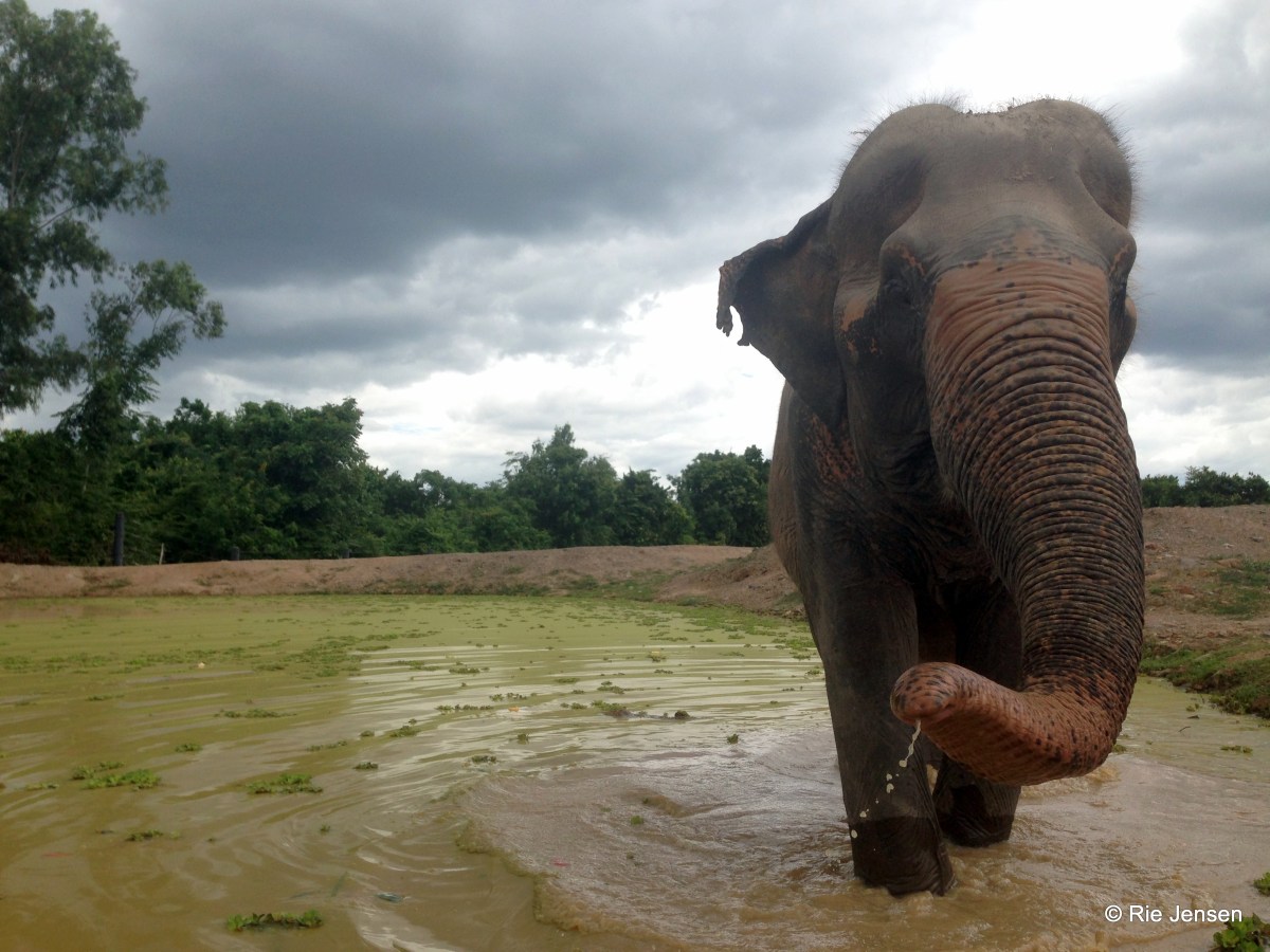 Volunteering with elephants in&nbsp;Thailand