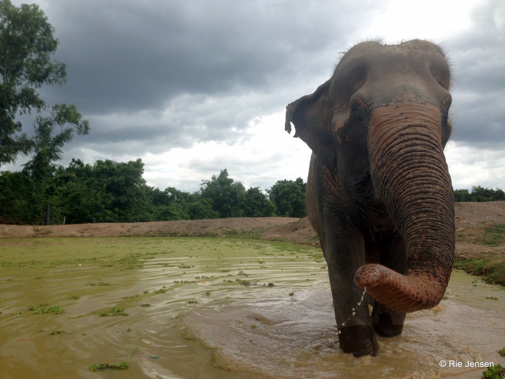 Volunteering with elephants in Thailand