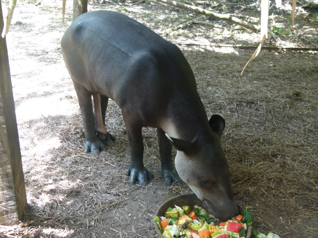 Baird's tapir from the Belize Zoo