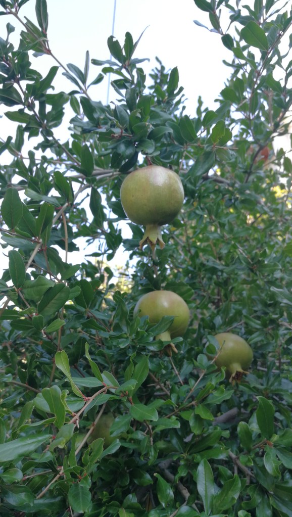 Pomegranate