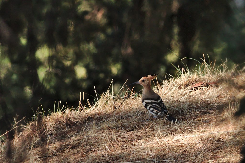 Hoopoe