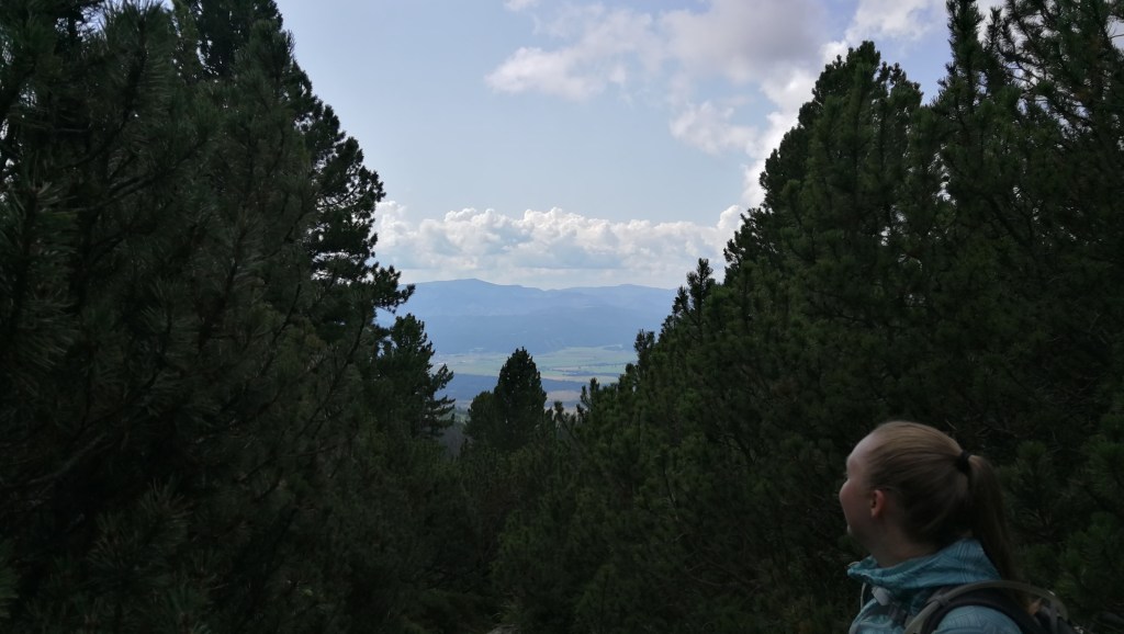Looking through the trees