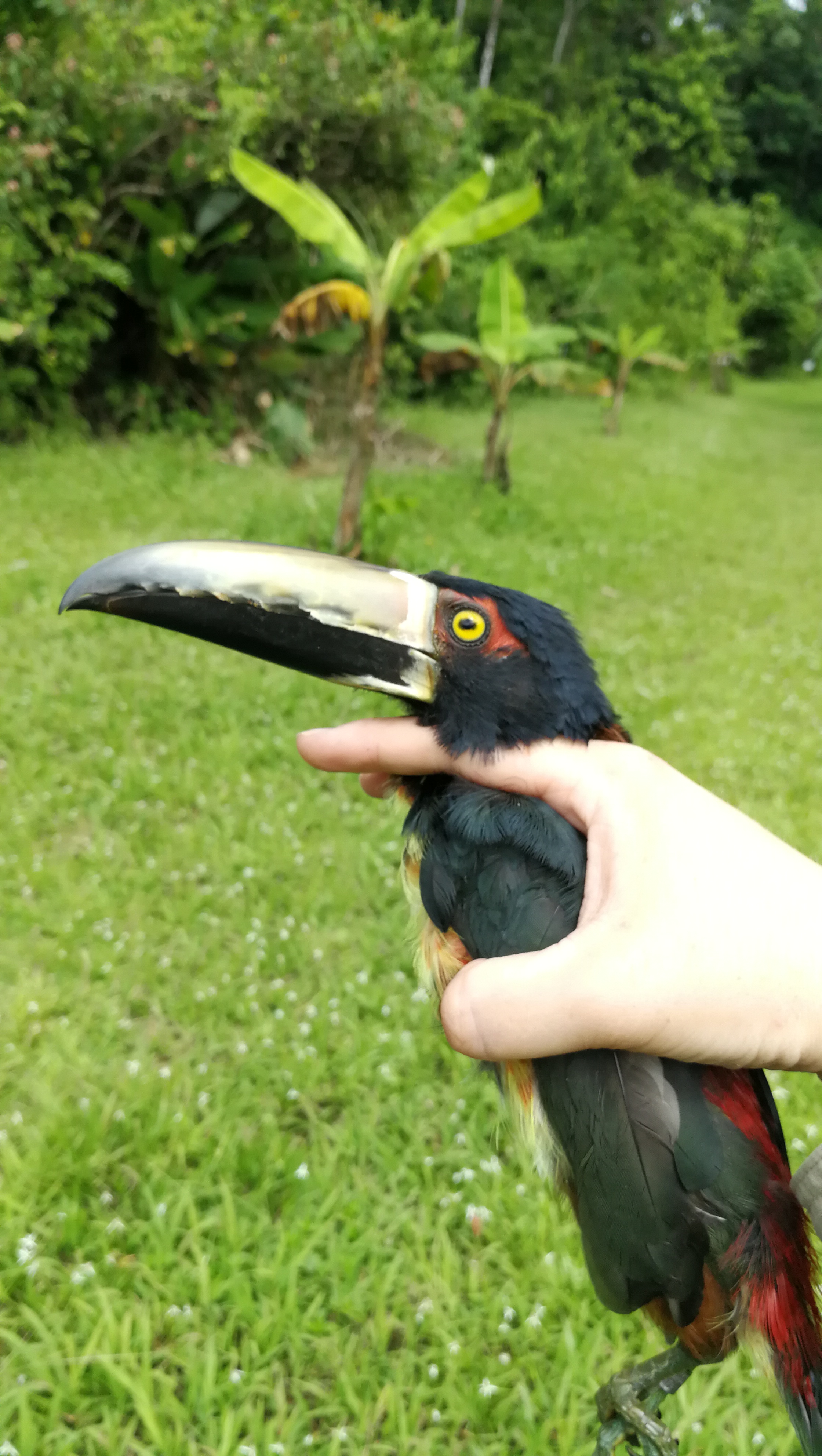 Collared aracari in bird banders grip