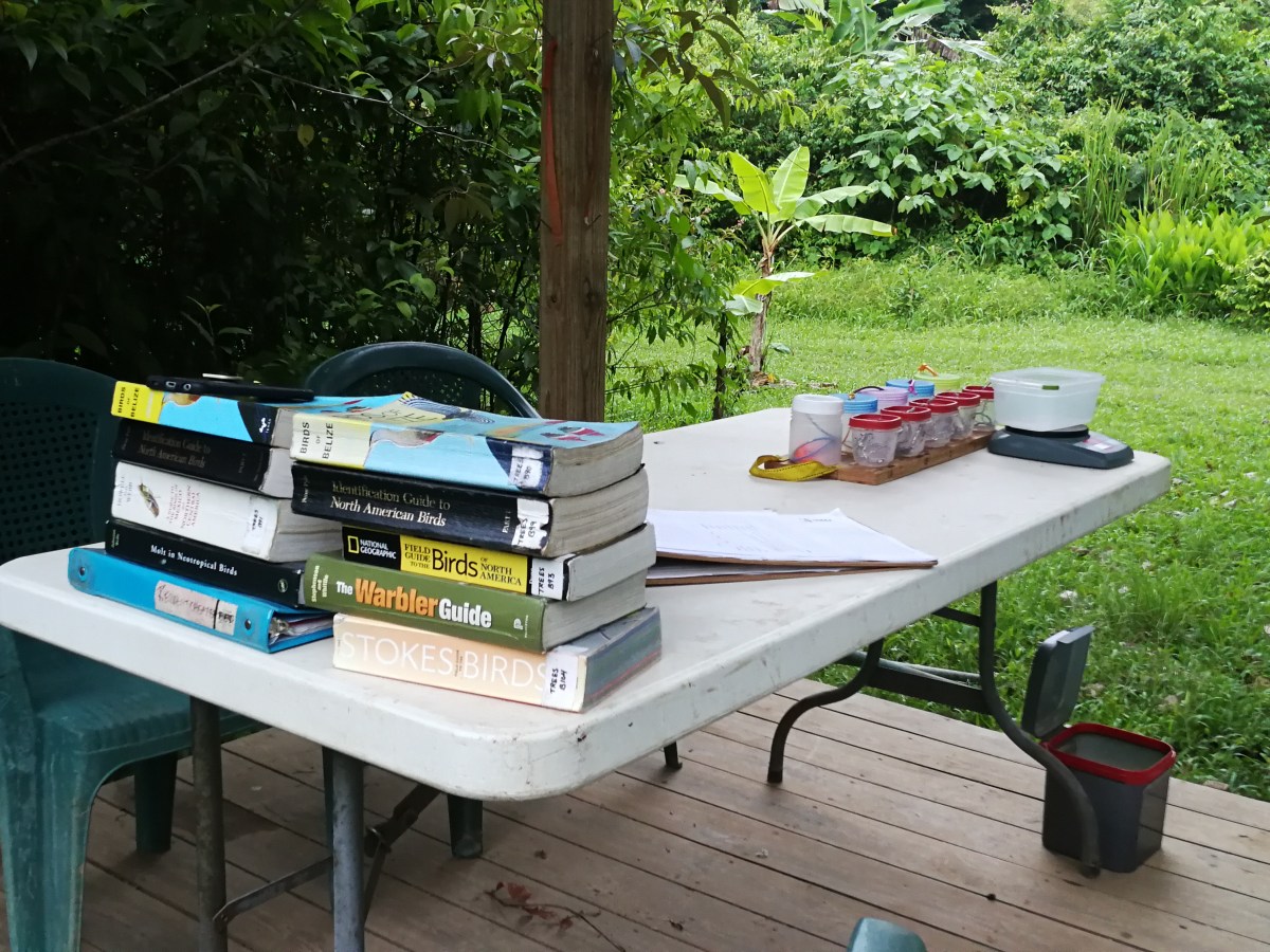 My Journey with Tropical Birds: Banding at&nbsp;T.R.E.E.S