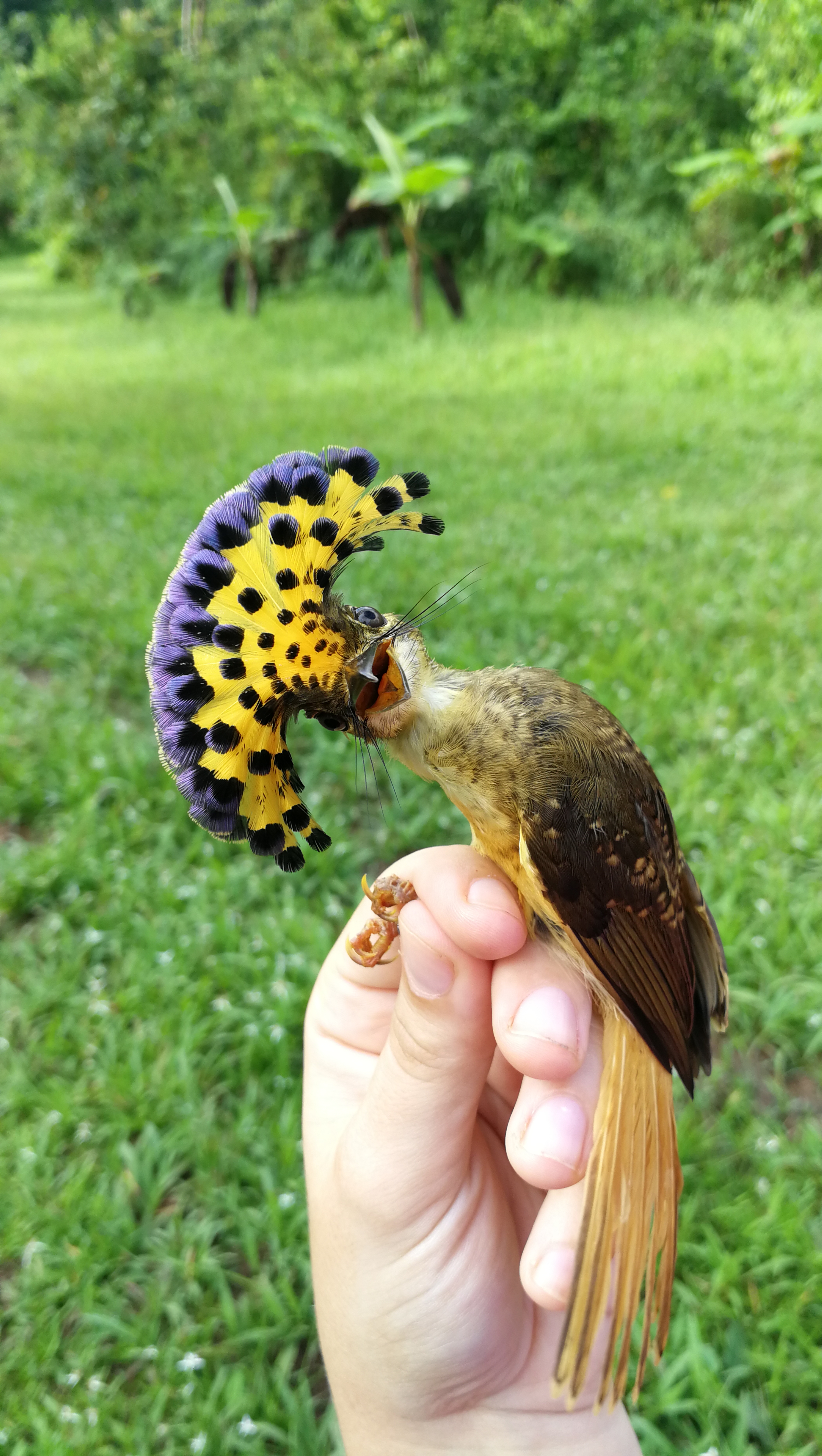 Royal flycatcher in photographers grip