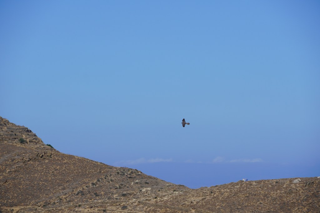 Soaring Eleonora's falcon