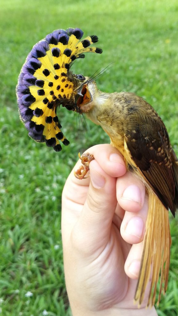 Royal flycatcher in photographers grip