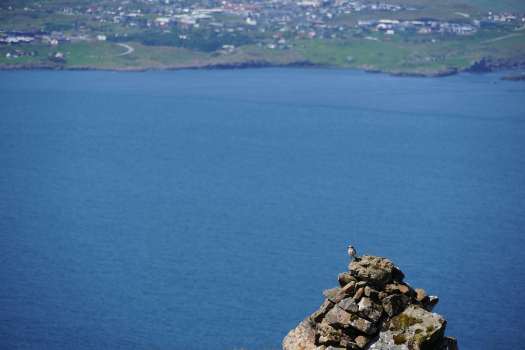 A Northern wheatear, a small gray-black bird standing proudly overlooking the sea