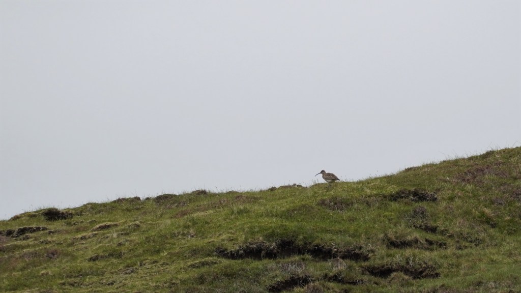 Birds of the Faroe Islands: Wader bird species whimbrel on grassy tussocks