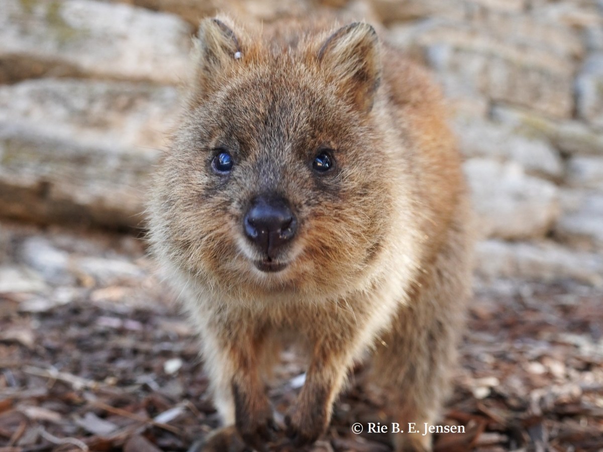 Rottnest Island: A day trip on bicycle and meeting the&nbsp;Quokka