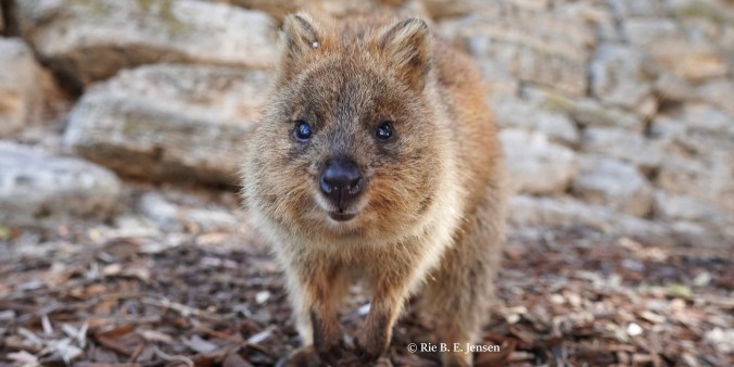 Rottnest Island: A day trip on bicycle and meeting the&nbsp;Quokka