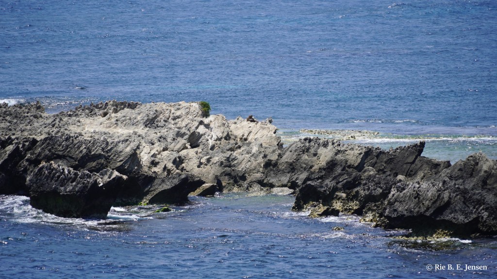 View of the rocks with a fur seal on top