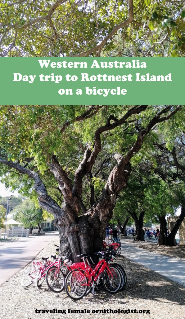 A big old tree surrounded by red bikes.
