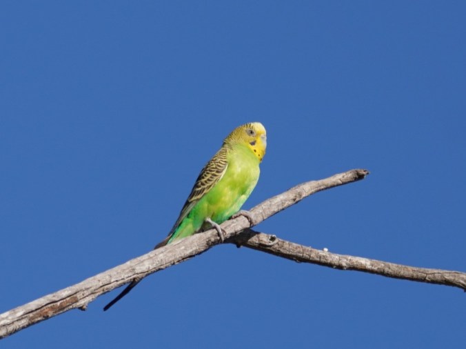 A yellow-green budgerigar on a blue sky close to Wooramel