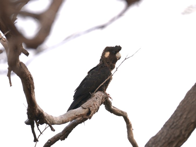 Carnabys cuckatoo at Moore River Rest