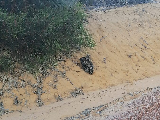 An Echidna having just crossed the road in Kalbarri National Park
