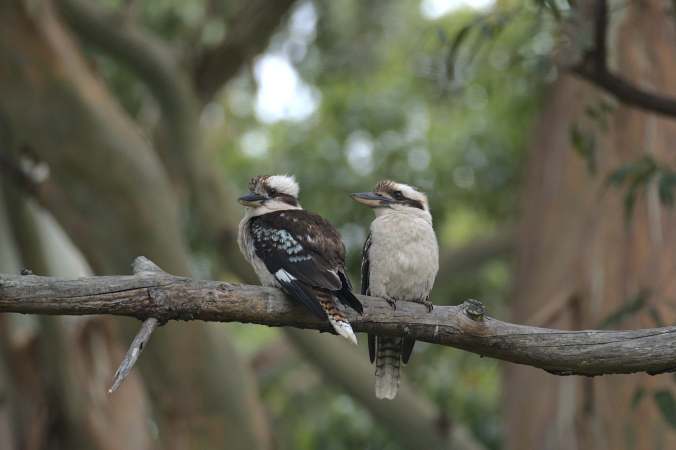 Bird photography with the Sigma 100-400mm on Sony&nbsp;a6400