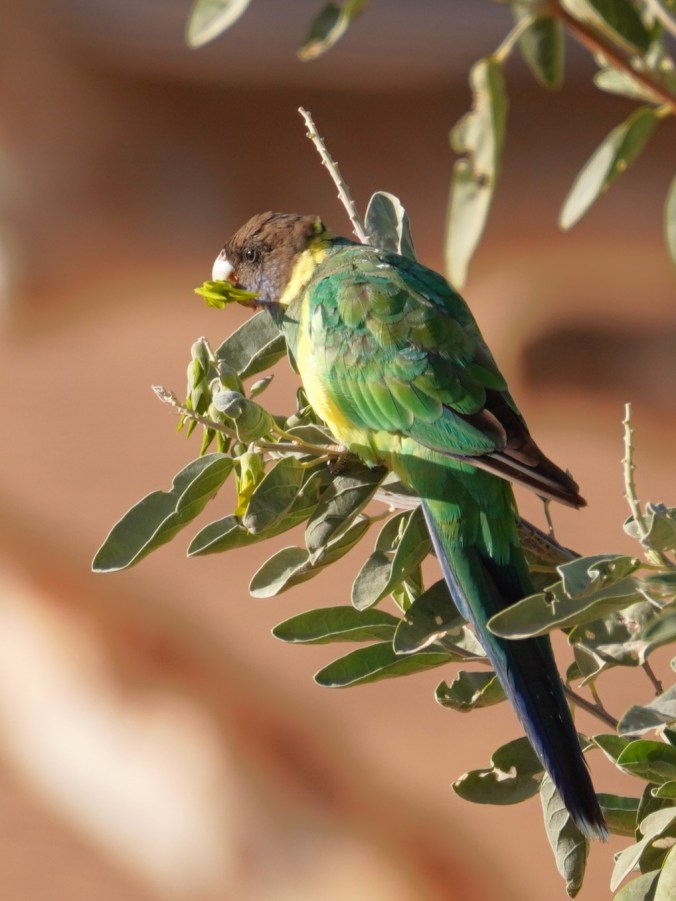 An Australian Ringneck having fresh green leaves