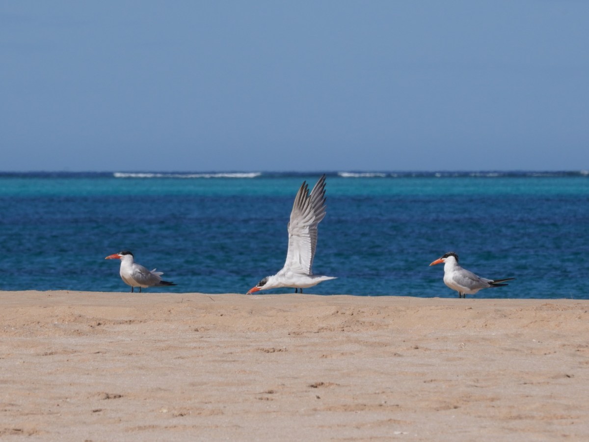 Camping in Cape Range National Park and snorkeling on the Ningaloo Reef: Western Australia’s Coral&nbsp;Coast