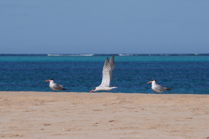 Camping in Cape Range National Park and snorkeling on the Ningaloo Reef: Western Australia’s Coral&nbsp;Coast