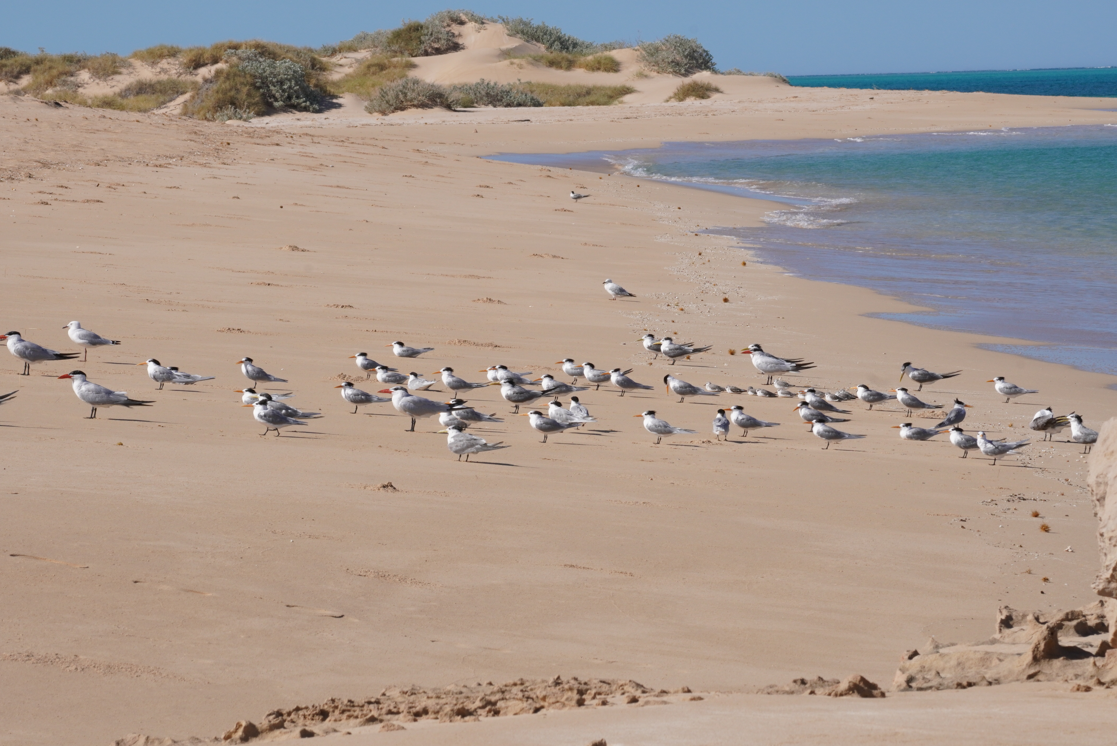 Camping in Cape Range National Park and snorkeling on the Ningaloo Reef ...