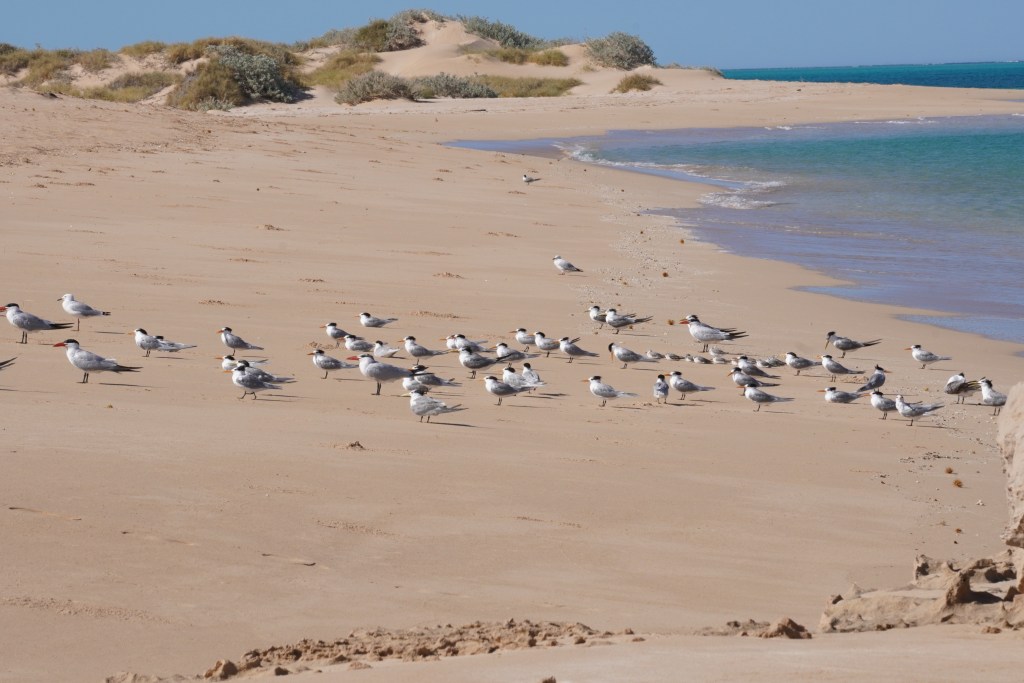 Birds on the beach