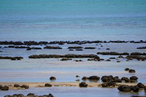 Stromatolites