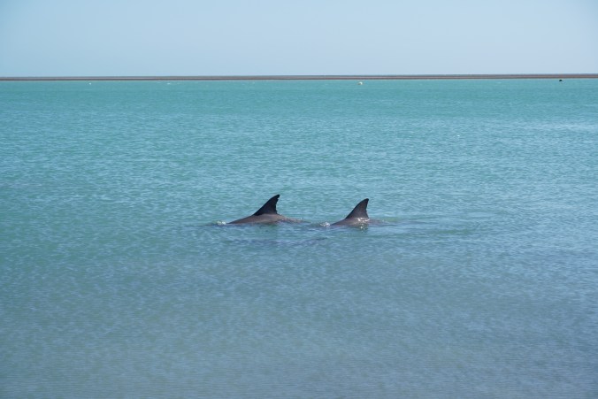 Three Indo-Pacific bottlenose dolphins in Shark Bay
