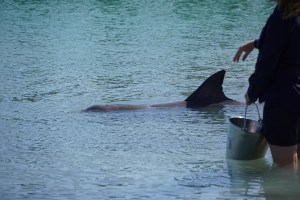 An Indo-Pacific bottlenose dolphin being fed at Monkey Mia
