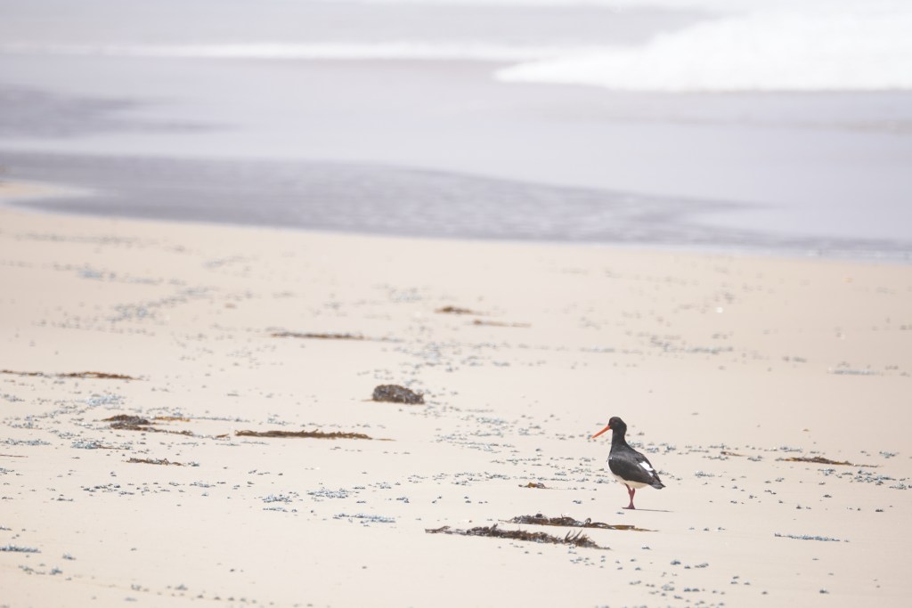 Pied oystercatcher