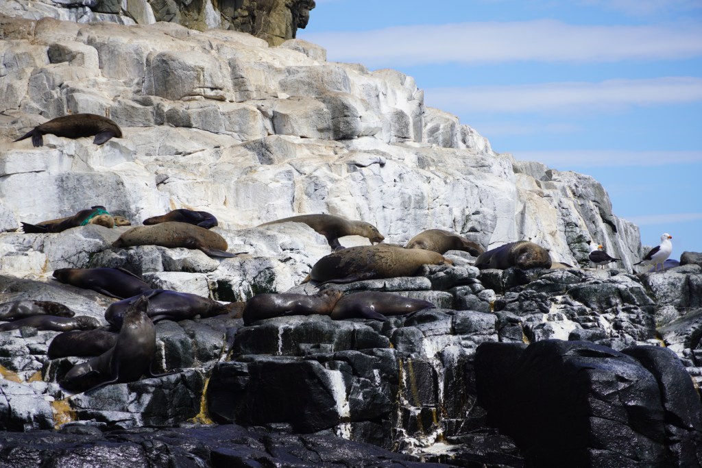 Fur seals