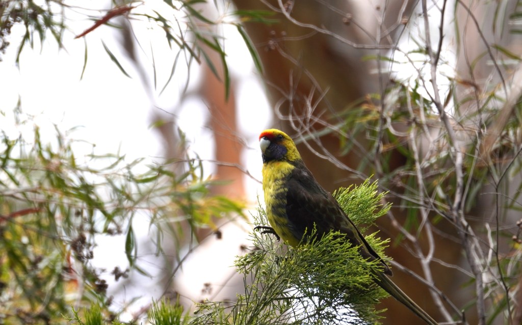 Green rosella