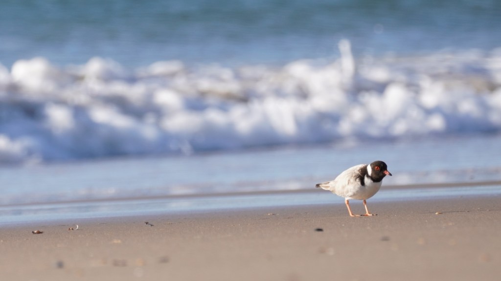 Hooded plover