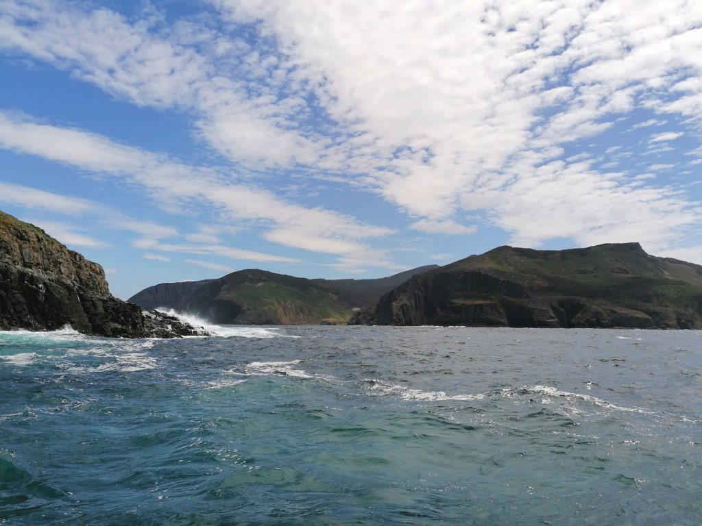 Wildlife Cruise off the coast of South Bruny Island