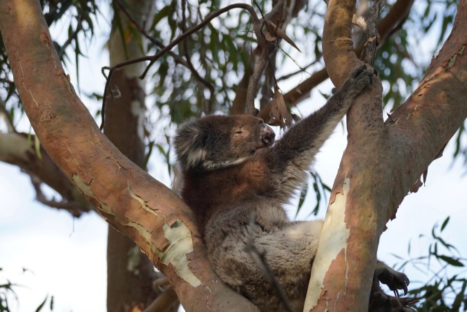 Koala in a tree, Yanchep National Park