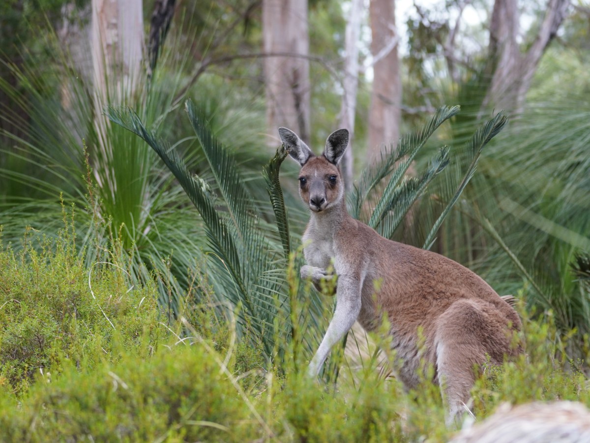 Explore Yanchep National Park: Best Camping and Hiking&nbsp;Adventures