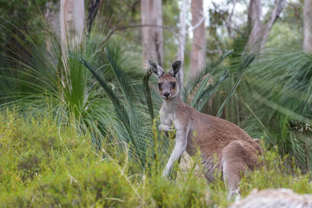 Red kangaroo in Yanchep National Park