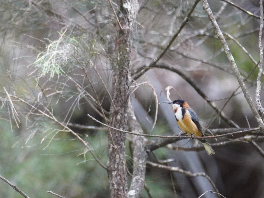 Eastern spinebill, a beautiful nectar-feeding bird seen in the Blue Mountains
