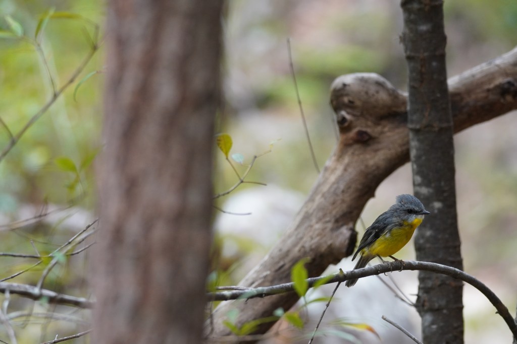 Eastern yellow robin in the Blue Mountains National Park