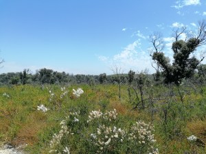 Australia native flowers in Yanchep National Park