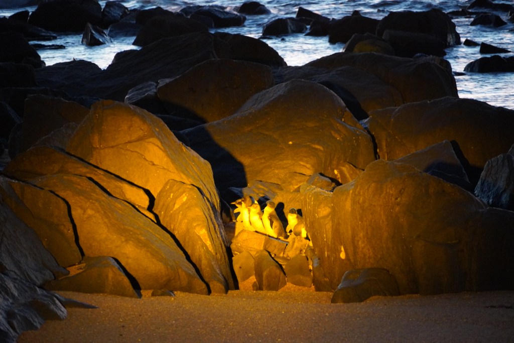 Little penguins assembling on the beach in Low Head, Tasmania,for preening