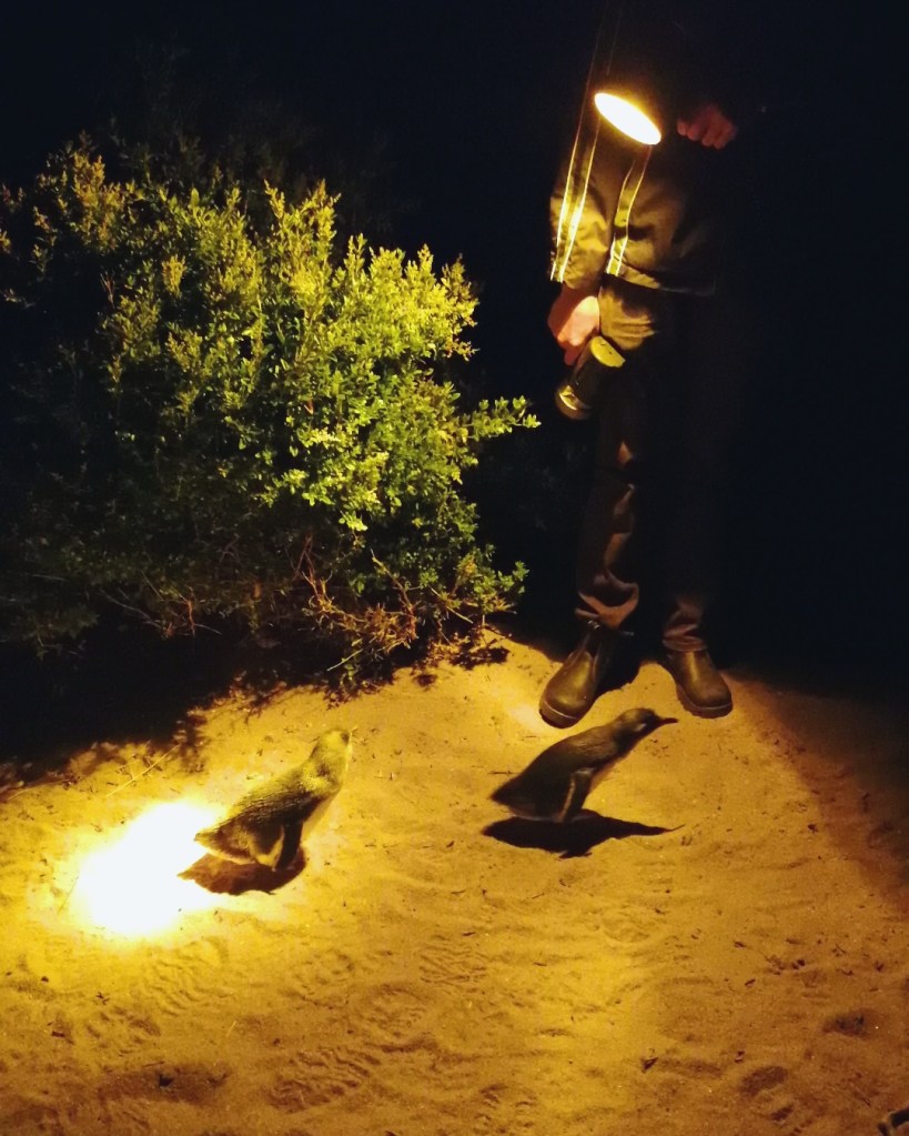 Two Little penguins heading up through the breeding colony in Low Head on a guided tour