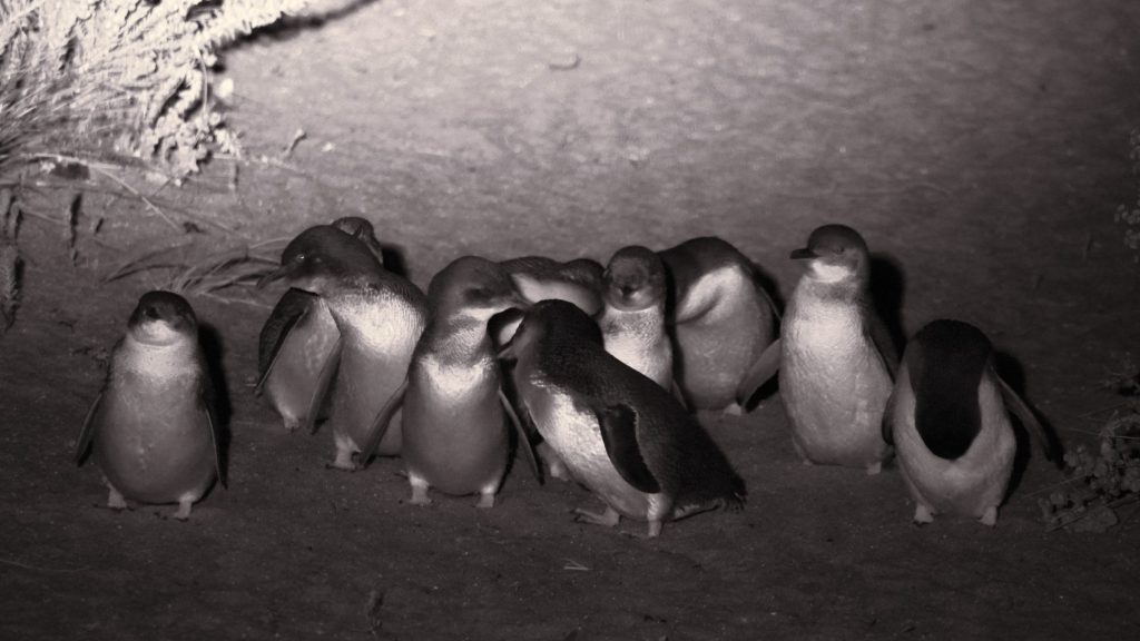 Little penguins from Low Head Tasmania