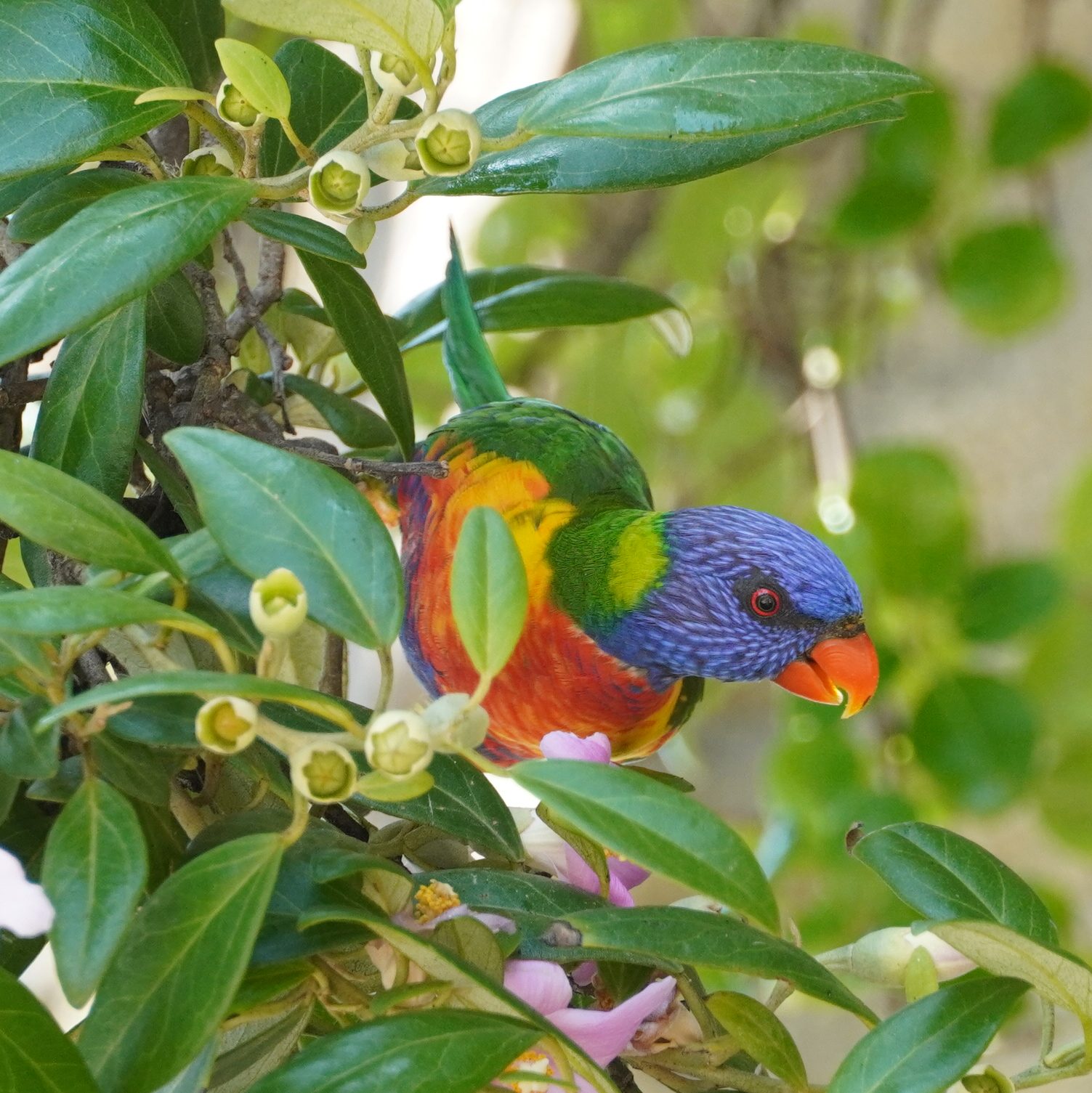 Rainbow lorikeet with flowers in Sydney