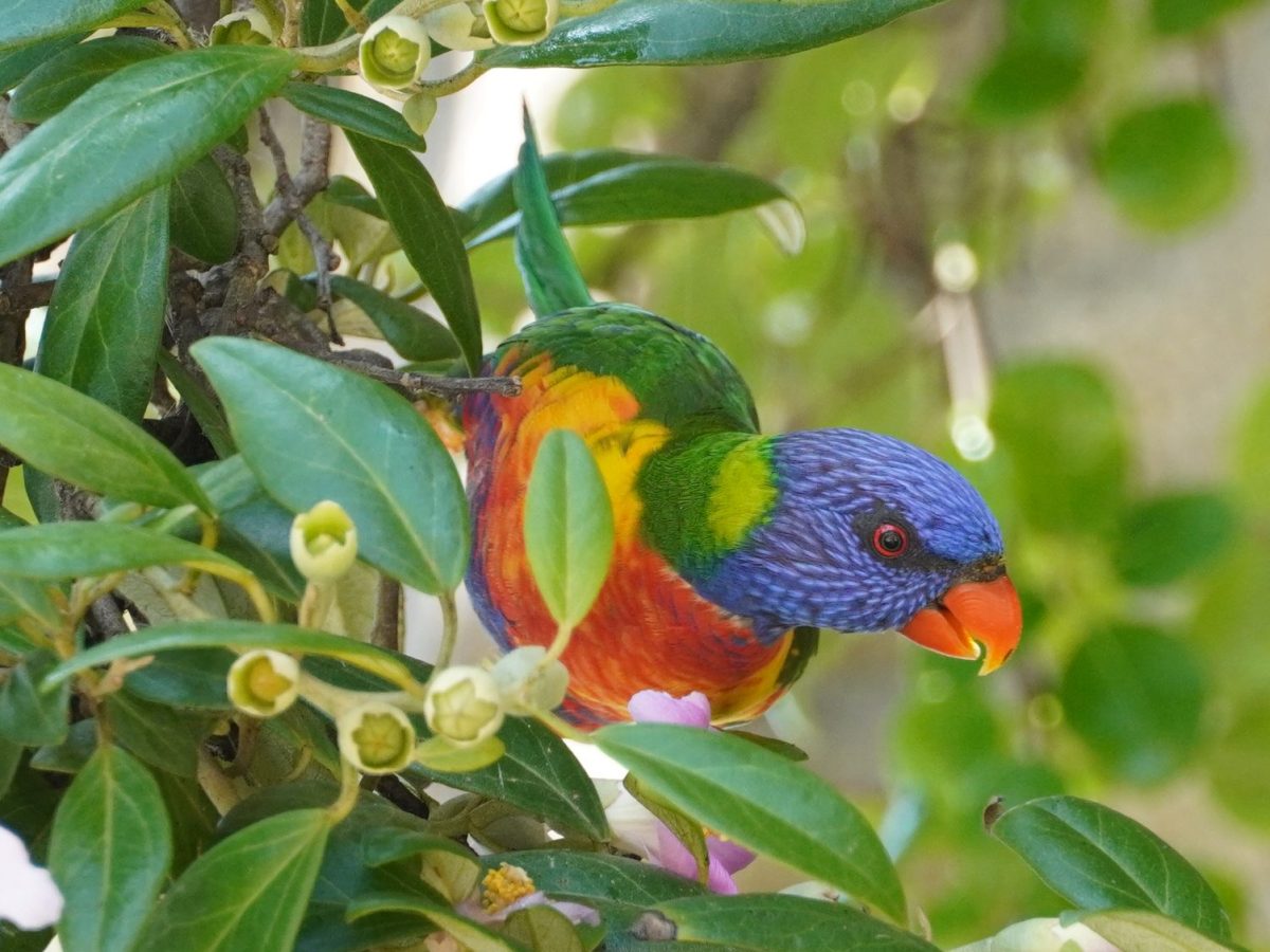 Exploring Wildlife: Sony a6400 Camera&nbsp;Review